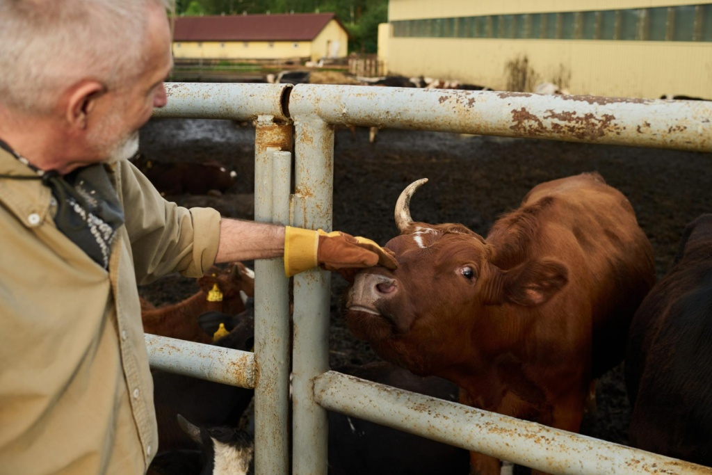 В Вологодской области построят один из крупнейших в стране комплексов по откорму быков