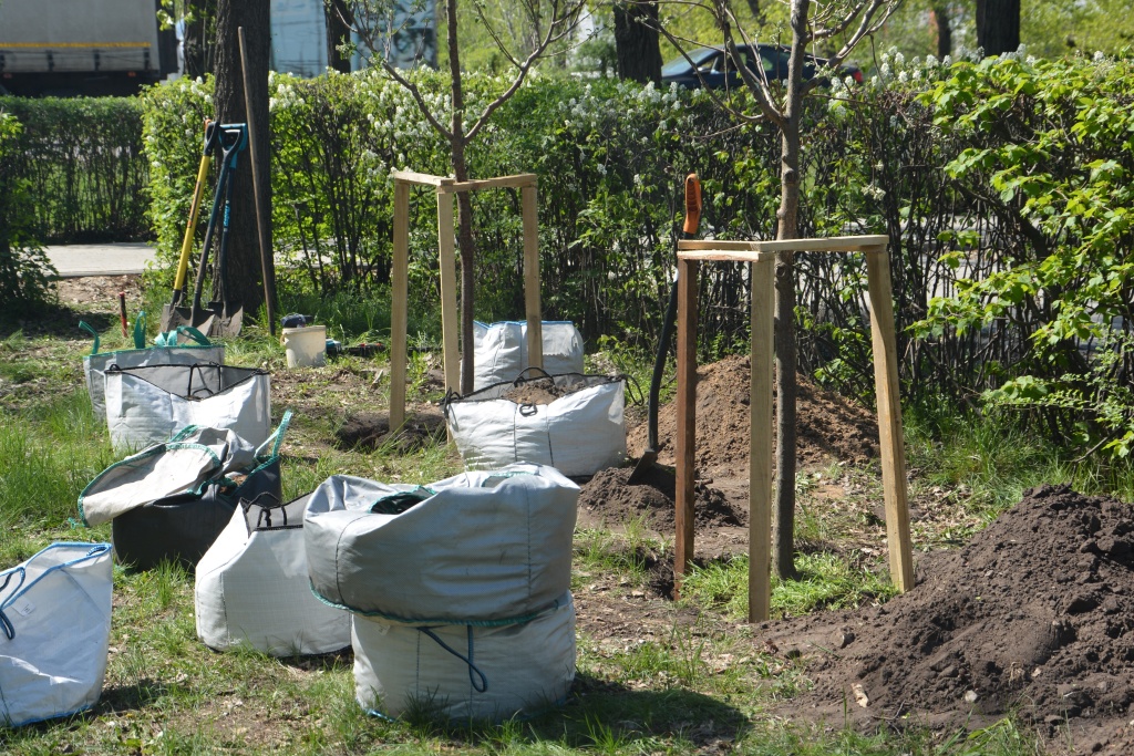 В Воронеже депутаты гордумы посадили в одном из скверов кусты сирени, ели и рябины
