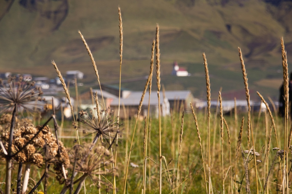 В этом году в Краснодарском крае реализуют 29 проектов комплексного развития сельских территорий