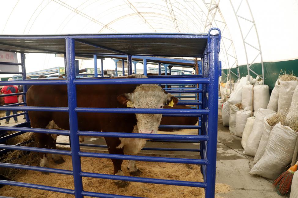 Депутаты ЗАКСа Новосибирской области участвуют в агропромышленной выставке