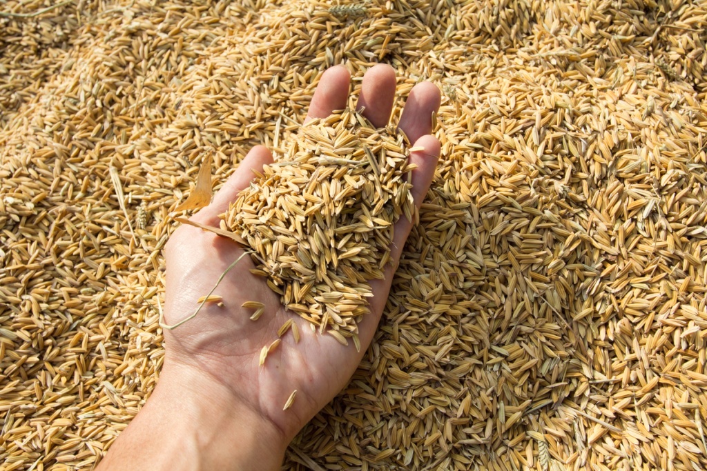 Экспортные пошлины на зерно растут: демпферный механизм корректирует ставки