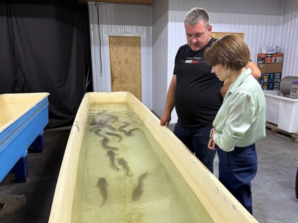 Разведение африканского сома в Ковылкинском районе: новый импульс для сельской экономики