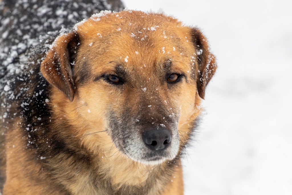 «Додо Пицца» объявила о кадровых изменениях после скандала с курьером и бродячей собакой