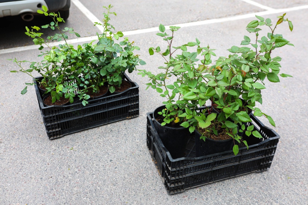 Из Воронежа в Северодонецк доставят девять кустов роз, которые высадят в центральном парке города