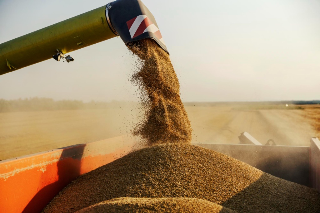 Кубанские аграрии собрали более 8 миллионов тонн зерна