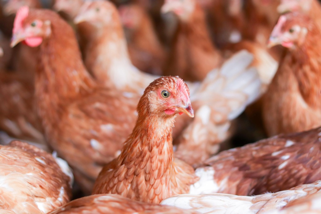 Власти Самарской области ищут инвестора для продолжения строительства птицефабрики