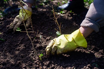 Губернатор Вологодской области рассказал о выполнении программы лесовосстановления в рамках нацпроекта "Экологическое благополучие"