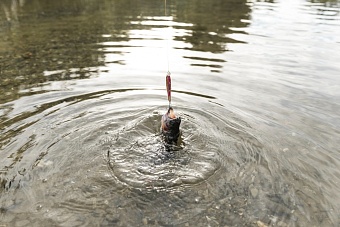 Двоим жителям Вологодской области дали сроки за вылов 600 рыб